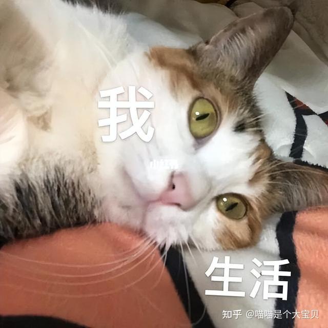 很多人嫌弃的“三花猫”，为什么被称为猫界的女神？ - 知乎