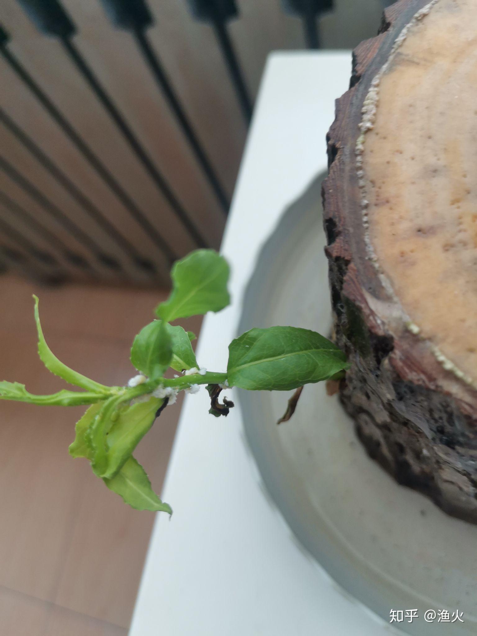 2021考研党蹲一个幸运木伪巴西木实为小柳树墩子