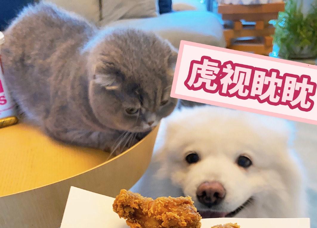当代人生赢家的标配:年纪轻轻,猫狗双全 - 知乎