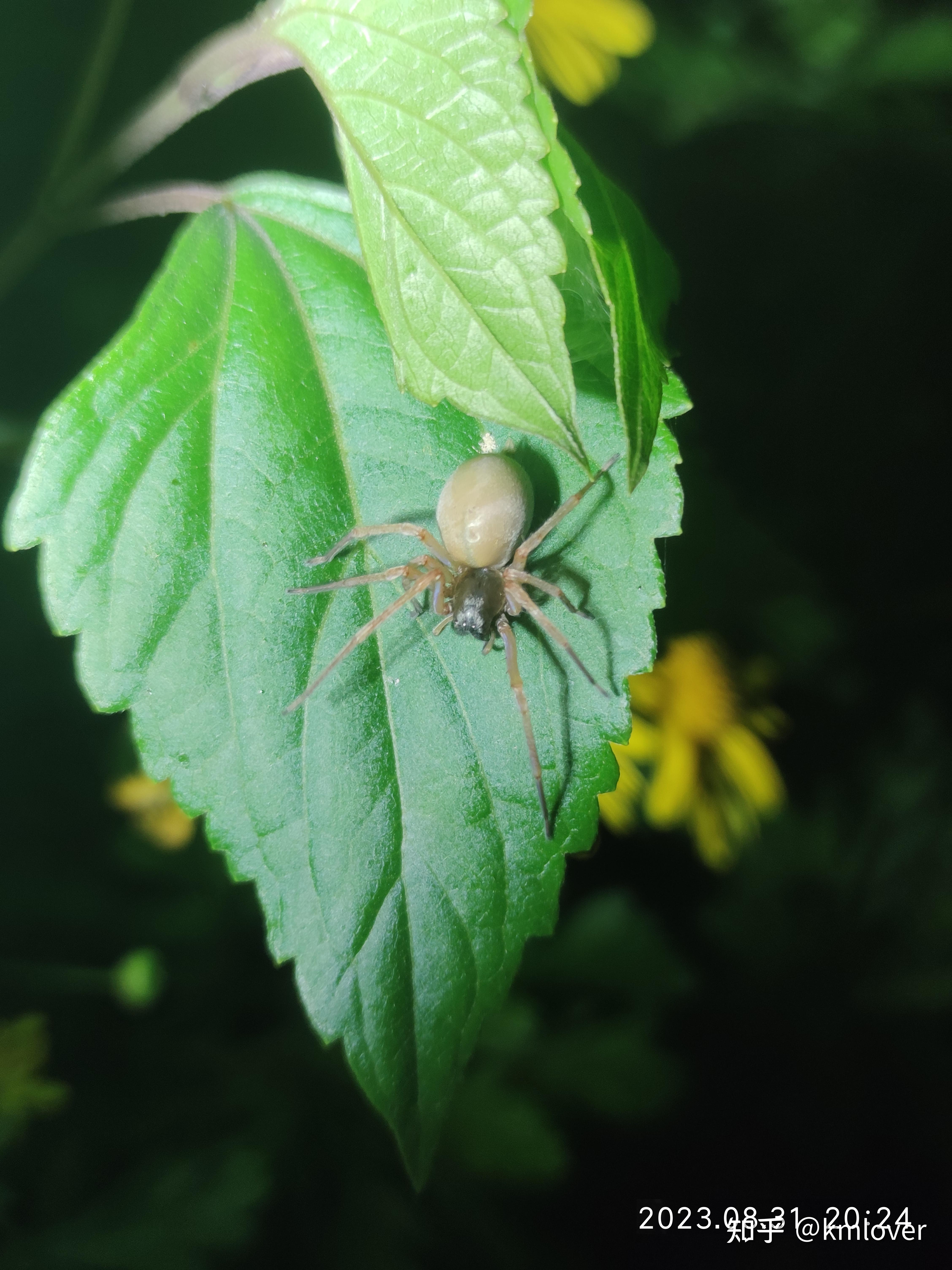逮到了一只白色蜘蛛加上腿有2厘米长有人知道是什么品种吗