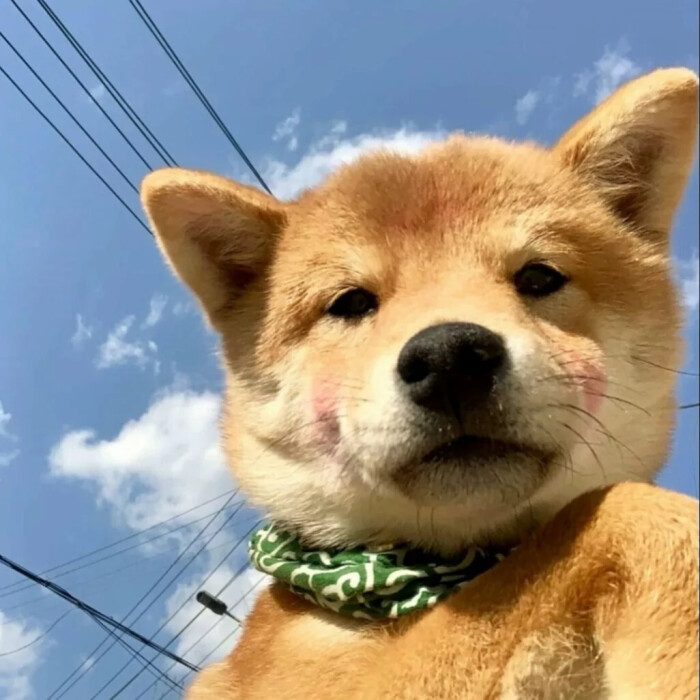 有没有类似于这种的沙雕动物头像?