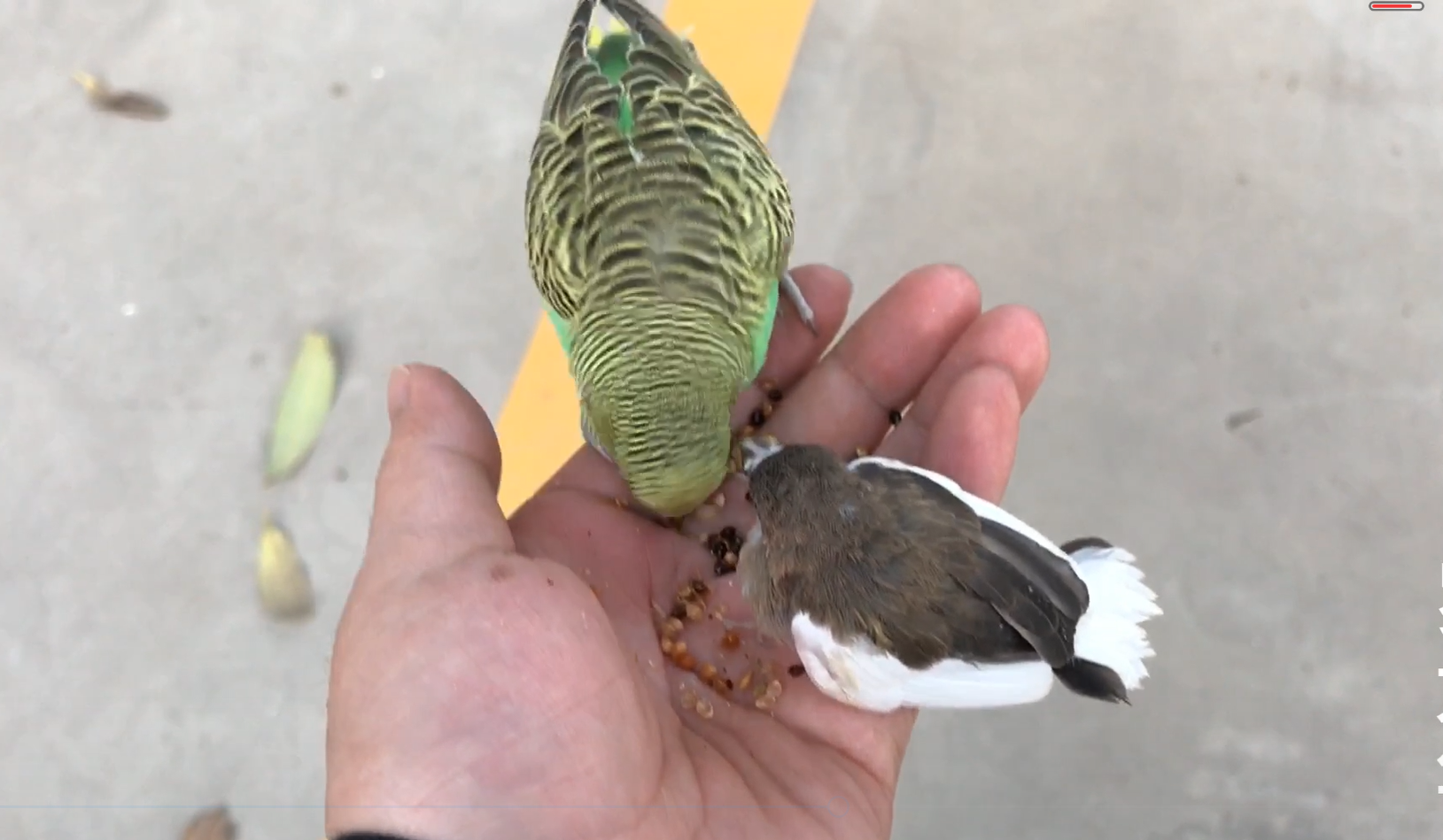 看看八哥和鹦鹉到底有什么区别?,网友:涨知识了!