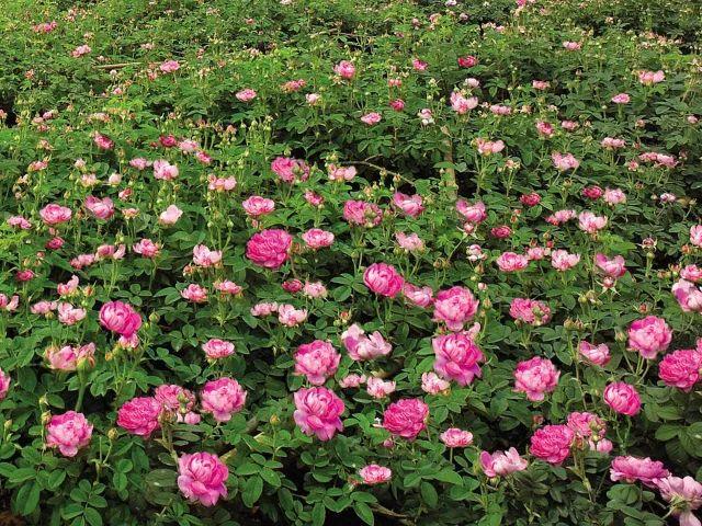 荼薇花开酒香自来