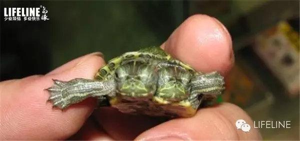 梦探幽微，干涸池塘中的小乌龟与隐秘之洞的寓意