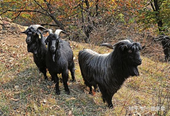 曹县青山羊的做法(单县青山羊肉的价格)