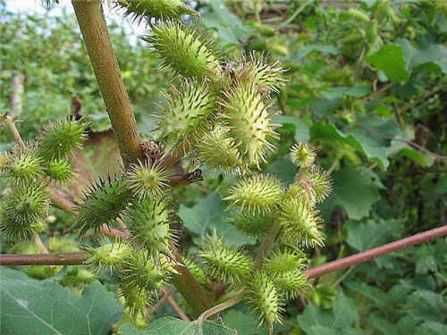 诗经周南卷耳读音