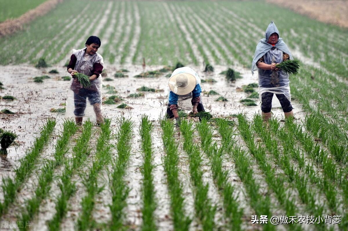 种植水稻补锌技巧种植水稻怎么补锌