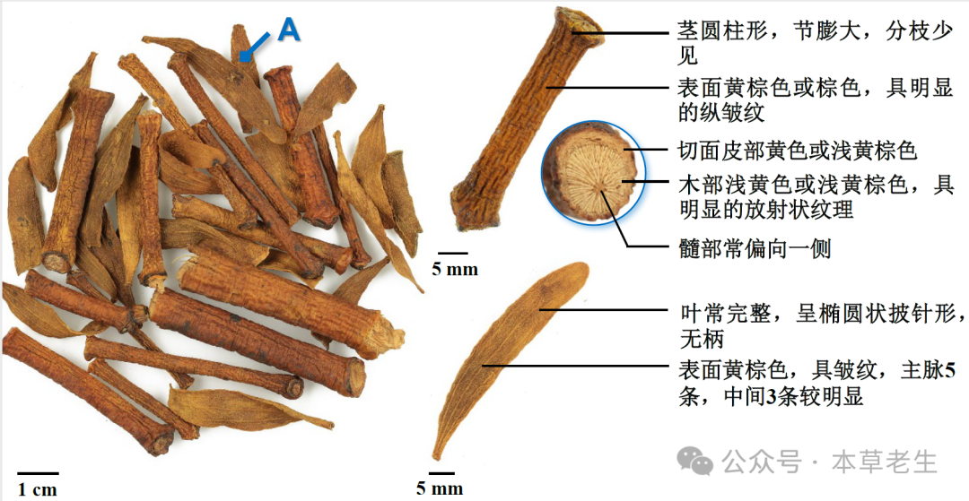 檞寄生(xie)与槲寄生(hu)到底是什么? - 知乎
