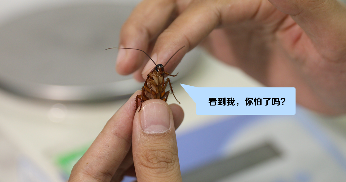 在广西家里有蟑螂正常吗