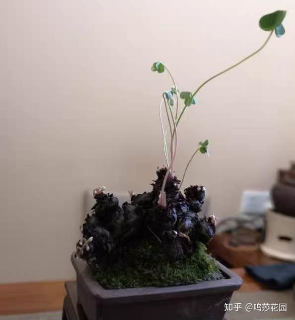 关节酢浆草:老桩的极致,是枯木逢春之美