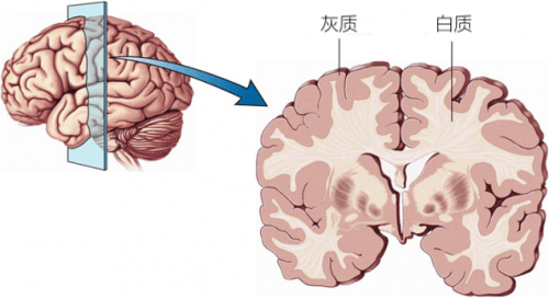 脊髓灰质和白质图片