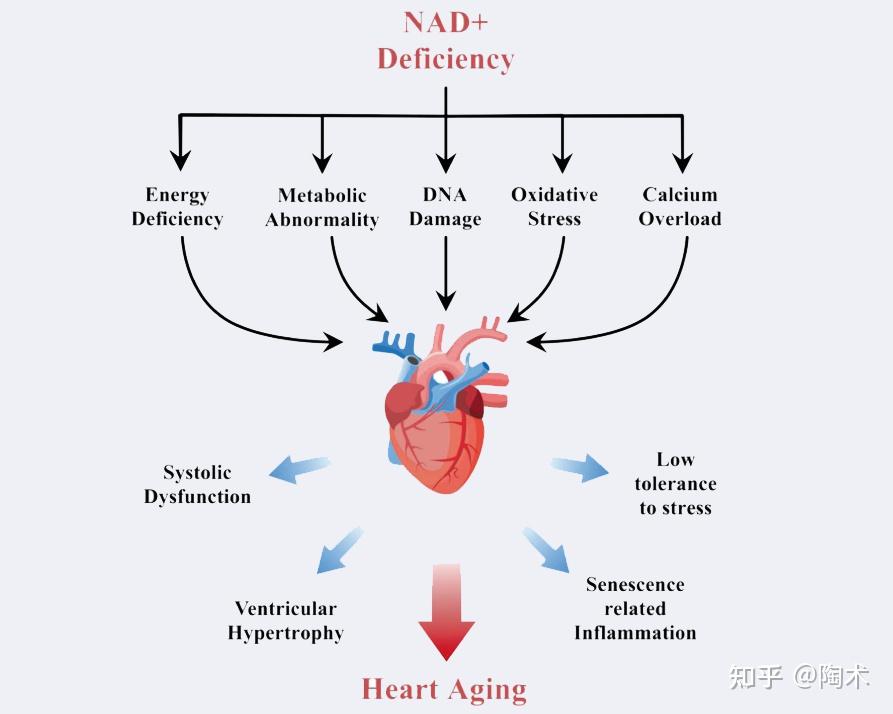 心臟老化伴有能量合成和功能水平的下降,如低射血分數,縮短分數,左