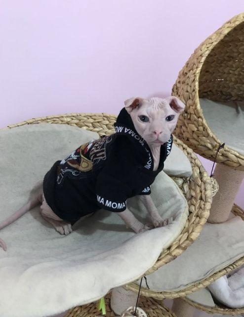 自家宠物猫 - 知乎