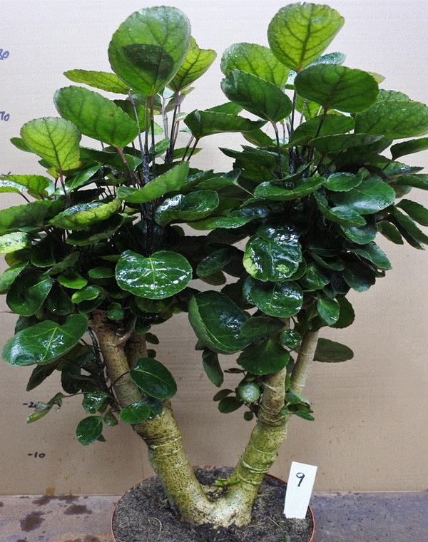 富贵桐养殖方法 富贵树种植方法