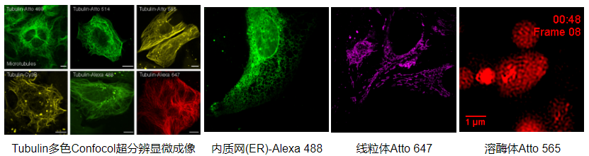 五,特殊荧光染色包括检测细胞早凋,晚凋,或者需要荧光检测细胞的增殖