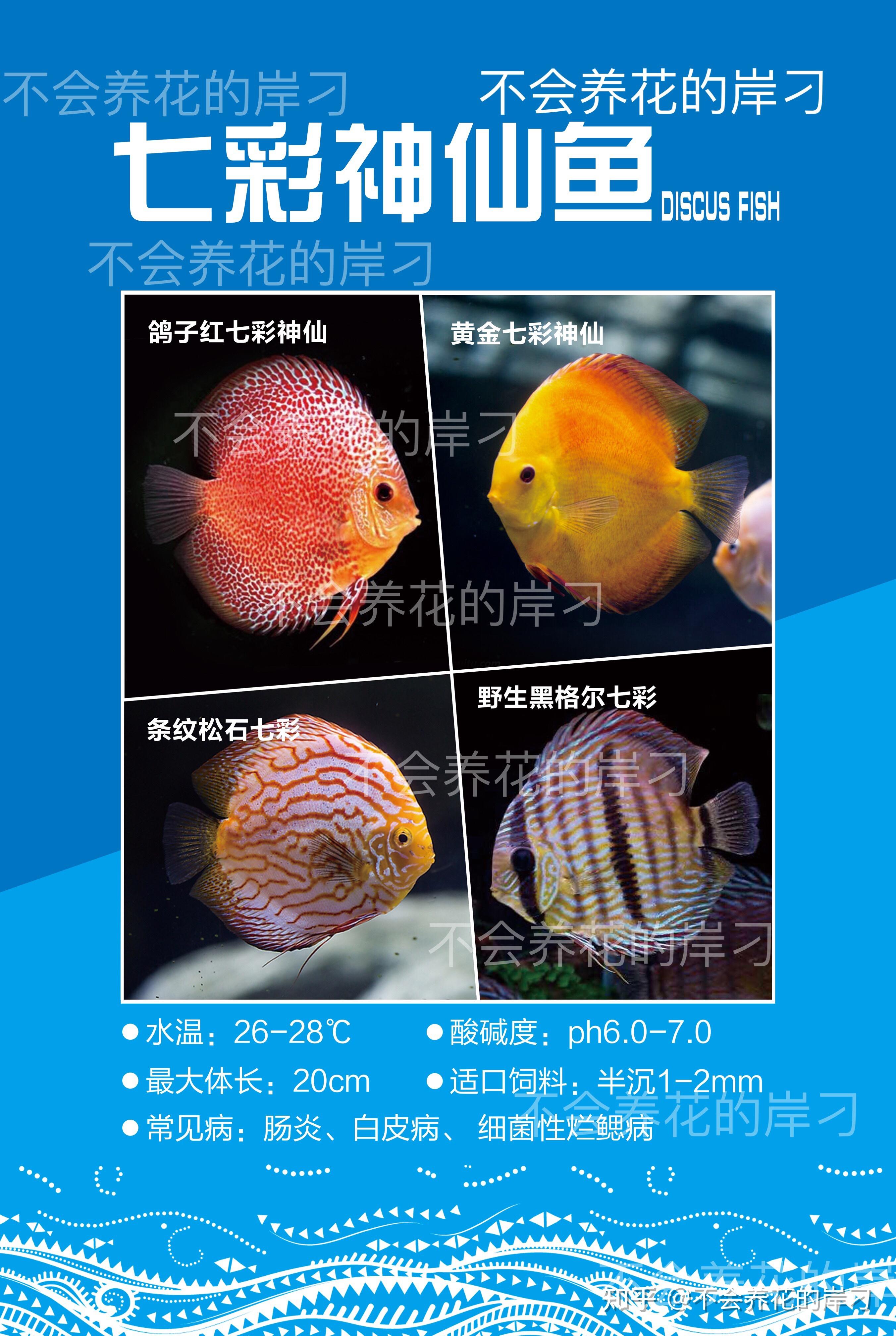 水族宠物百科图鉴之七彩神仙
