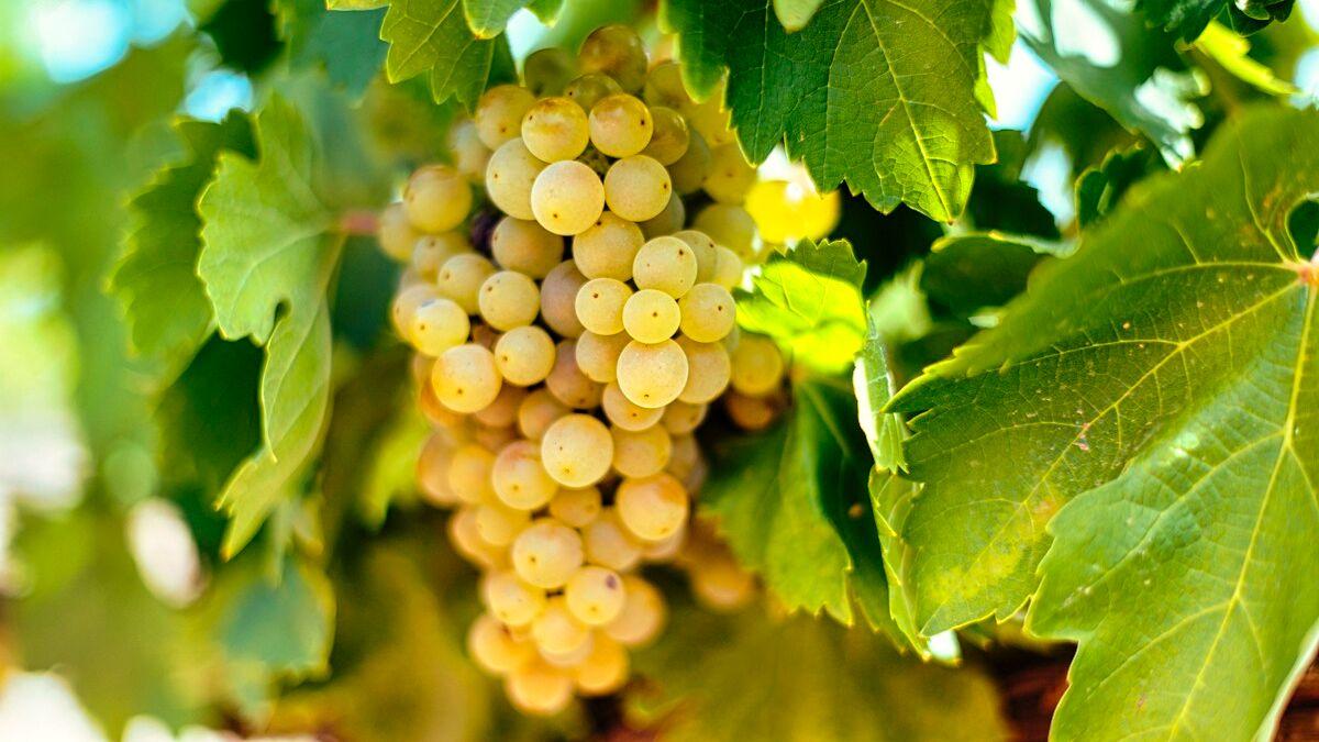 麝香(muscat)玛尔维萨(malvasia)阿尔巴利诺(albarino)菲亚诺(fiano)