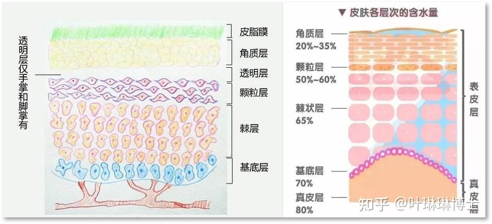 角质层含水量可通过电容法测定,一般的水相较于皮肤中的其他物质而言