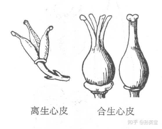 雌蕊图例雌蕊着生在花的中心,完整的雌蕊具有柱头,花柱,子房三部分