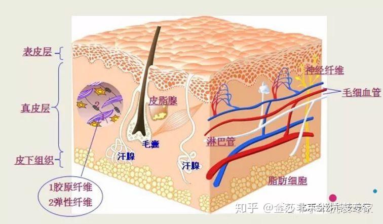 呢？首先，我们要了解一下皮肤的结构：皮肤分为表皮、真皮和皮下组织。
