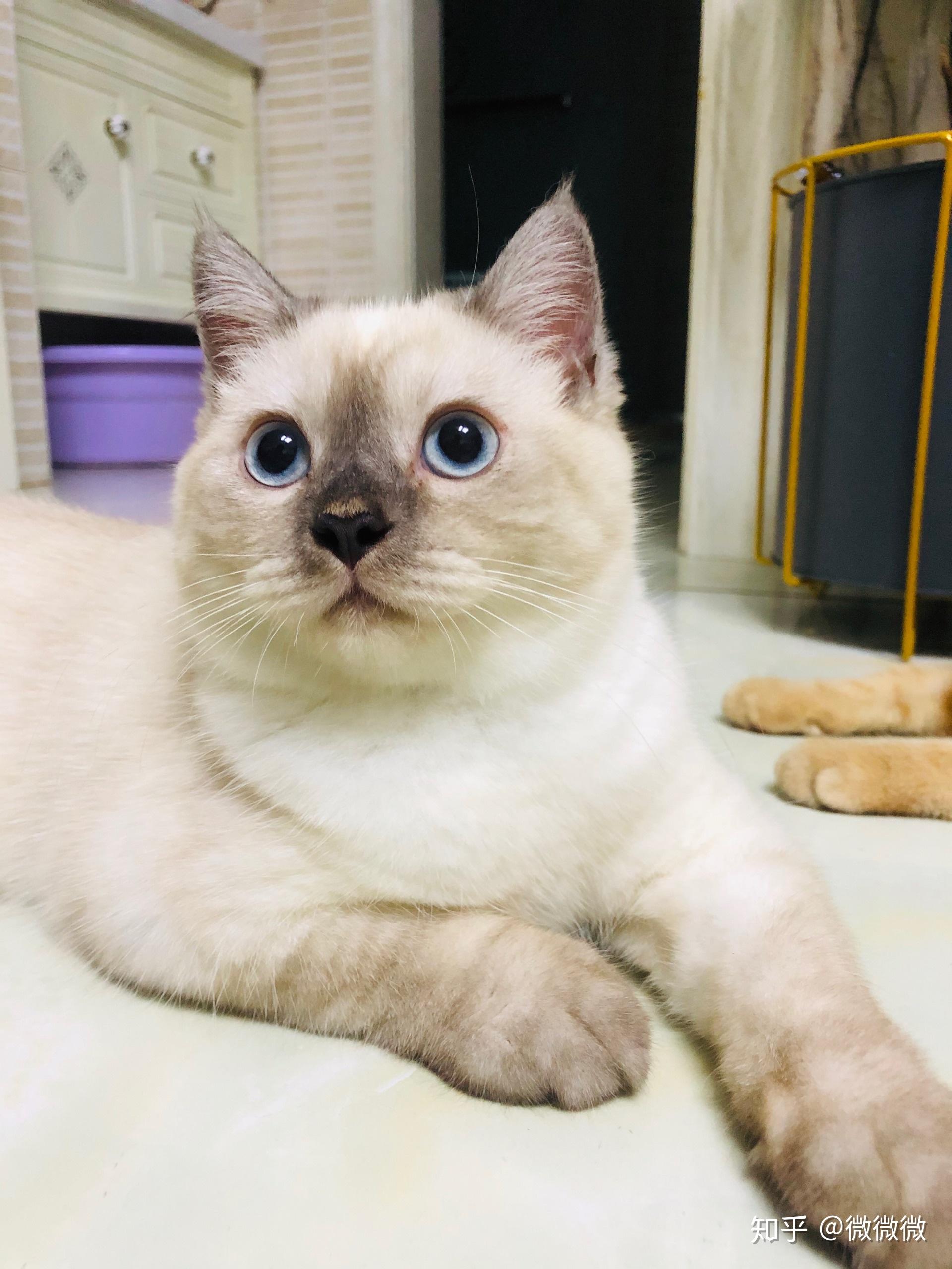 这只英短重点色看起来纯吗