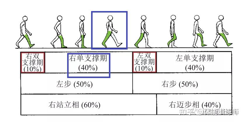 8个步态周期图片图片