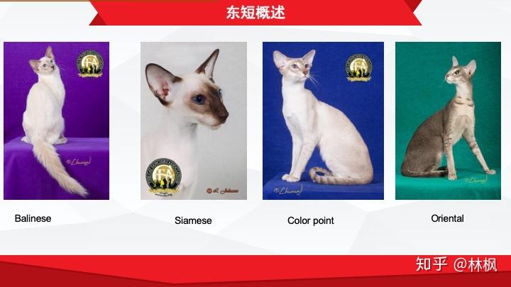 CFA东短官方标准 - 知乎
