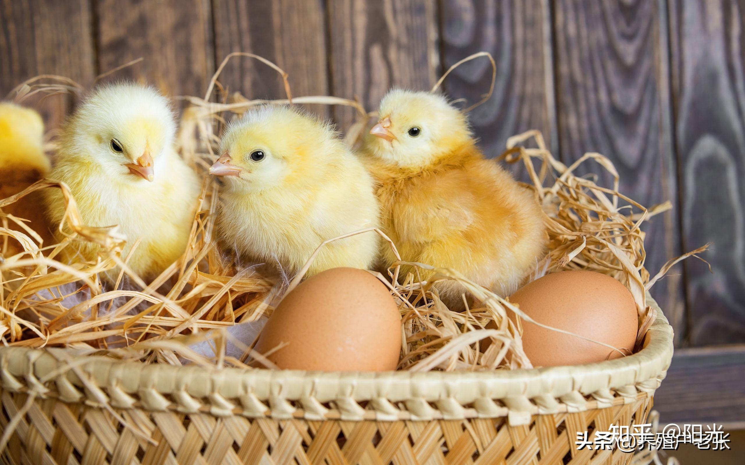 雏鸡开口药种类