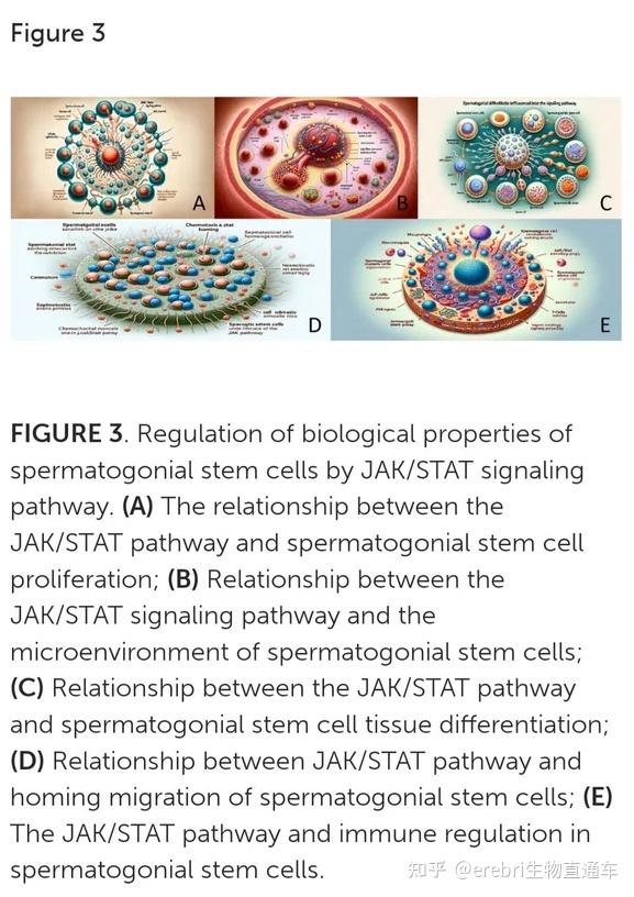 史上最短命论文配图辣眼睛顶尖985医院院长论文发表后三天被撤稿