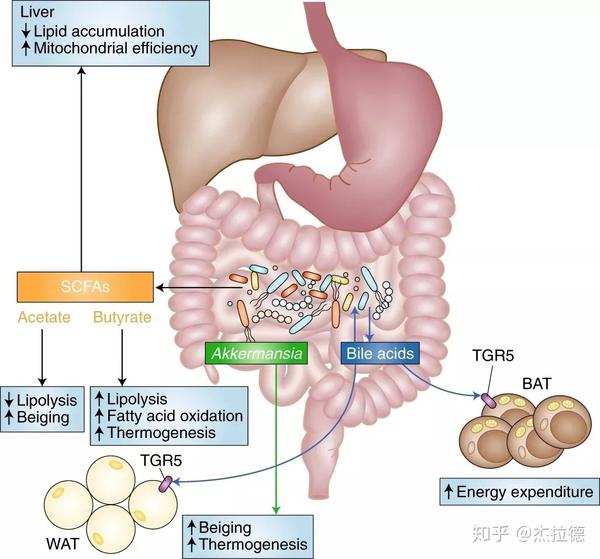 (4)肠道微生物及其衍生代谢物影响宿主能量平衡