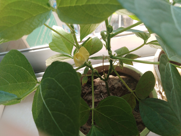 一篇断断续续普普通通的种红豆记录