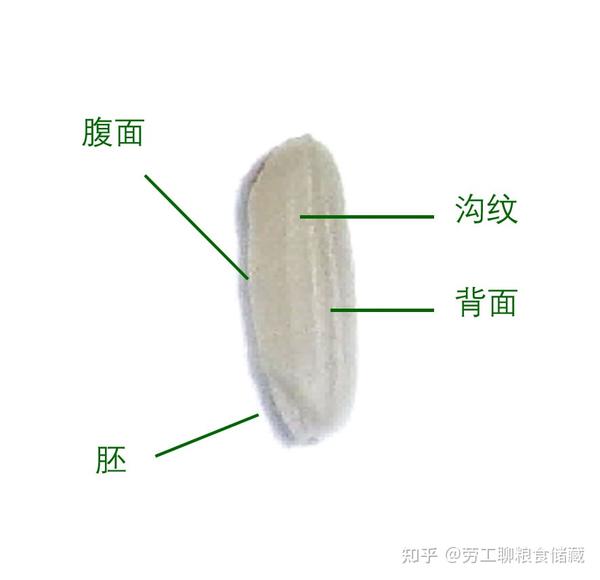 稻谷籽粒的形态与结构 - 知乎