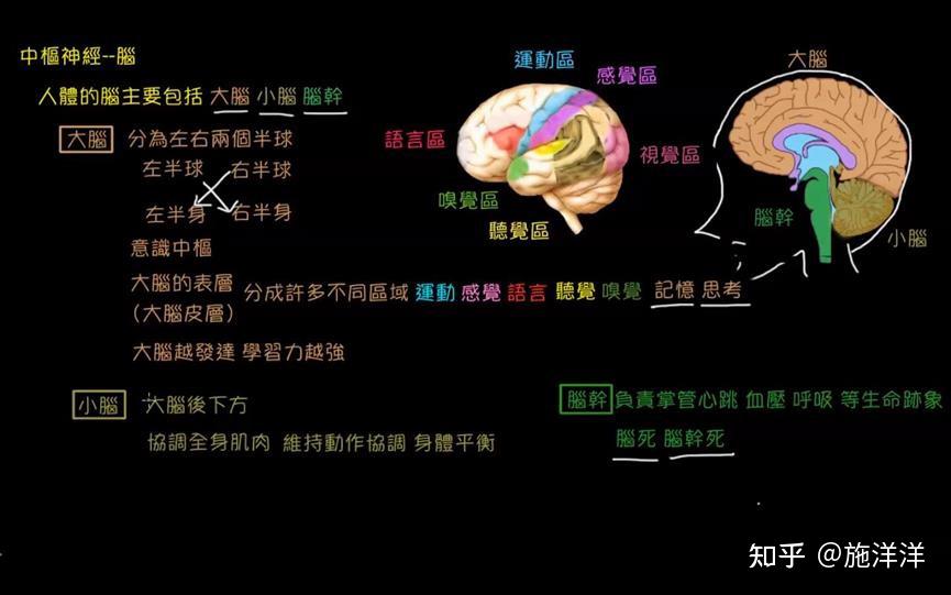 中枢神经系统的功能介绍 - 知乎