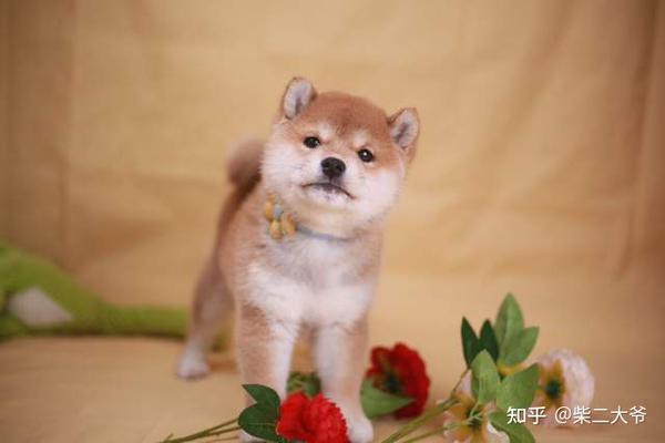 柴犬分为几种颜色 每种价格相同吗 知乎