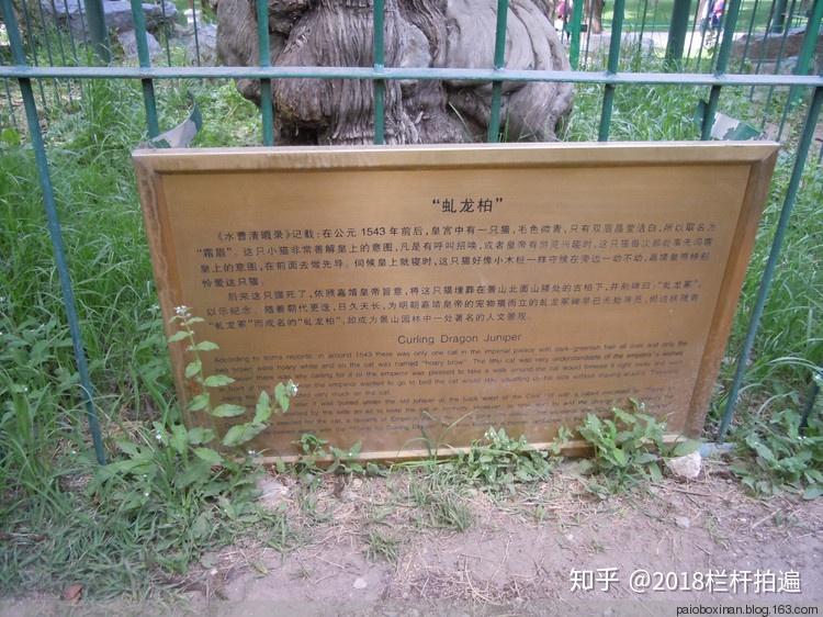 北京景山虬龙柏和嘉靖御猫坟的传说