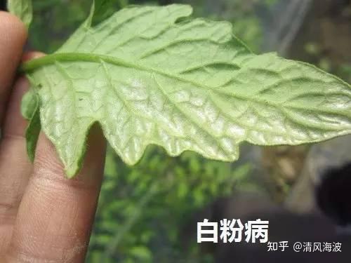 植物叶枕为什么大部分都是白色的？ - 知乎