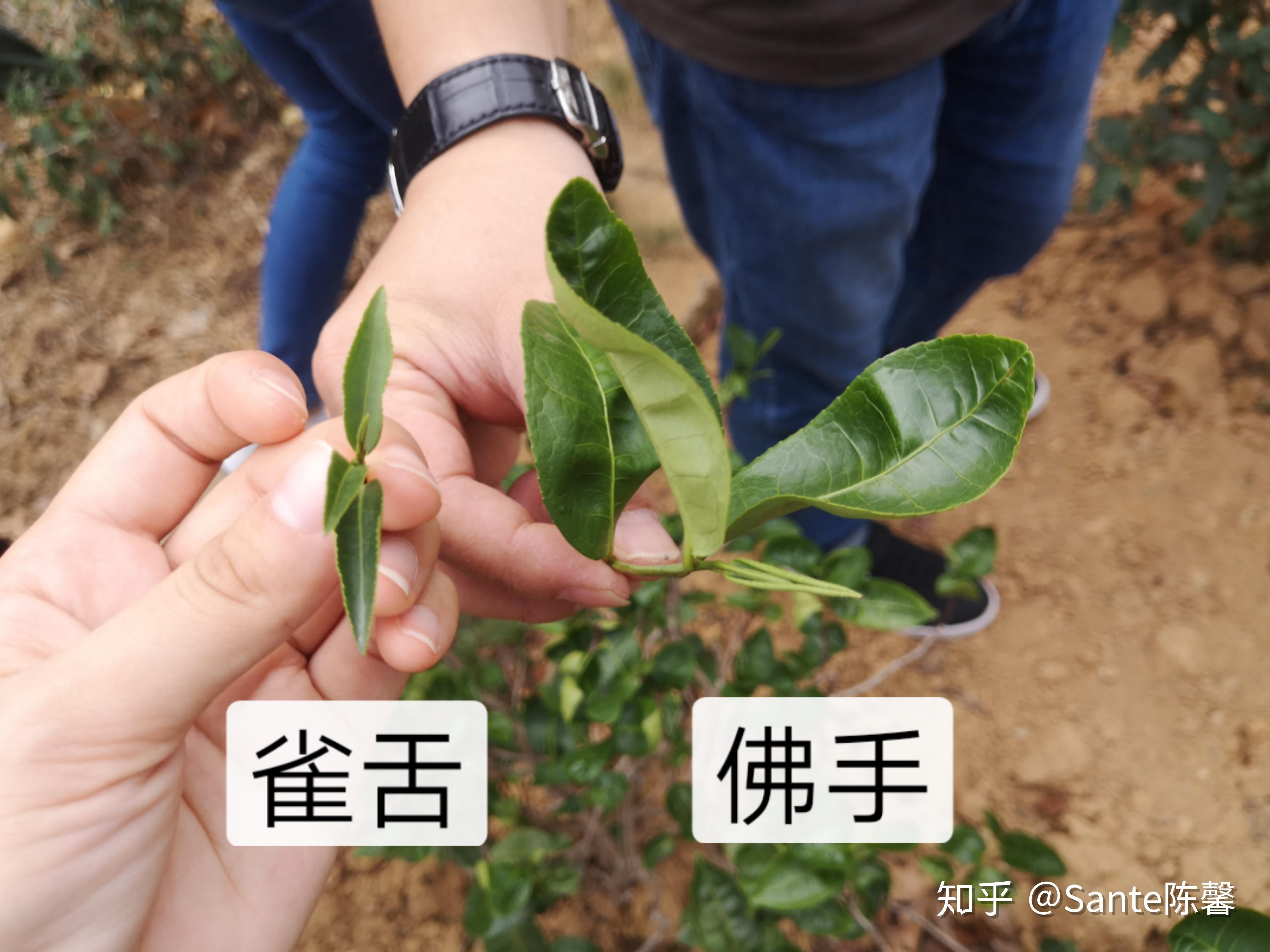 评茶篇13武夷岩茶之佛手雪梨