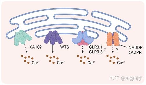 植物免疫途径中的钙离子通道 - 知乎
