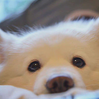 Zhihu profile picture for @pelican