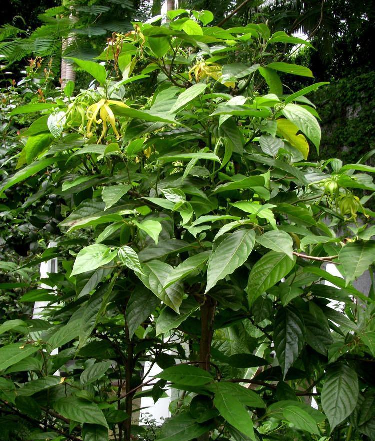 天然的香水树依兰香