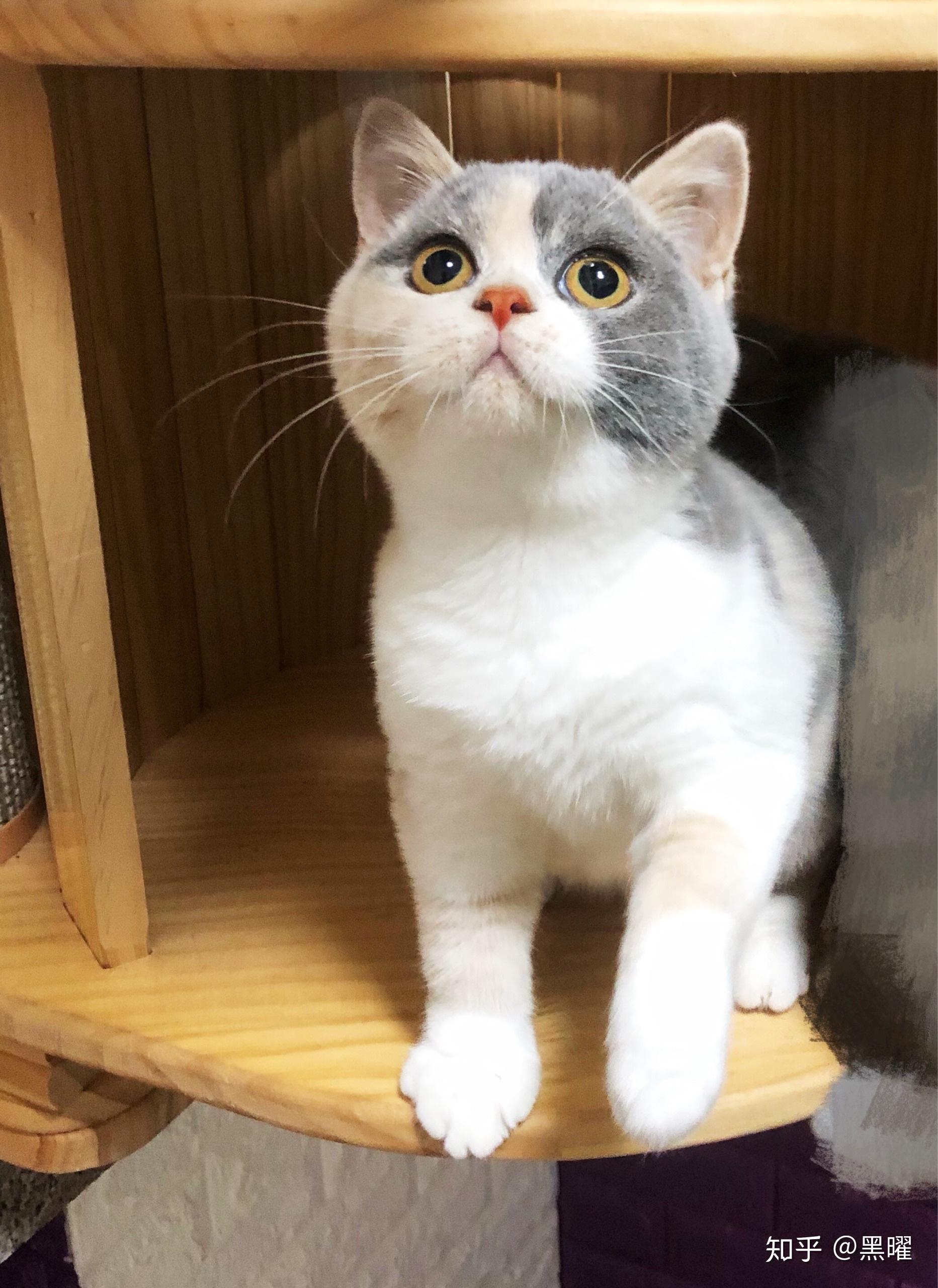 这只是英短三花猫吗. - 知乎