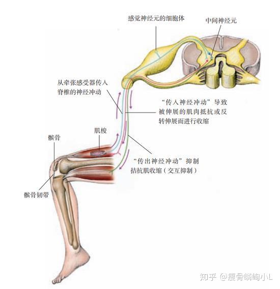 侧支性抑制示意图图片