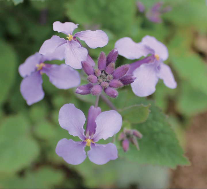 十字花科-诸葛菜高质量基因组公布 - 知乎