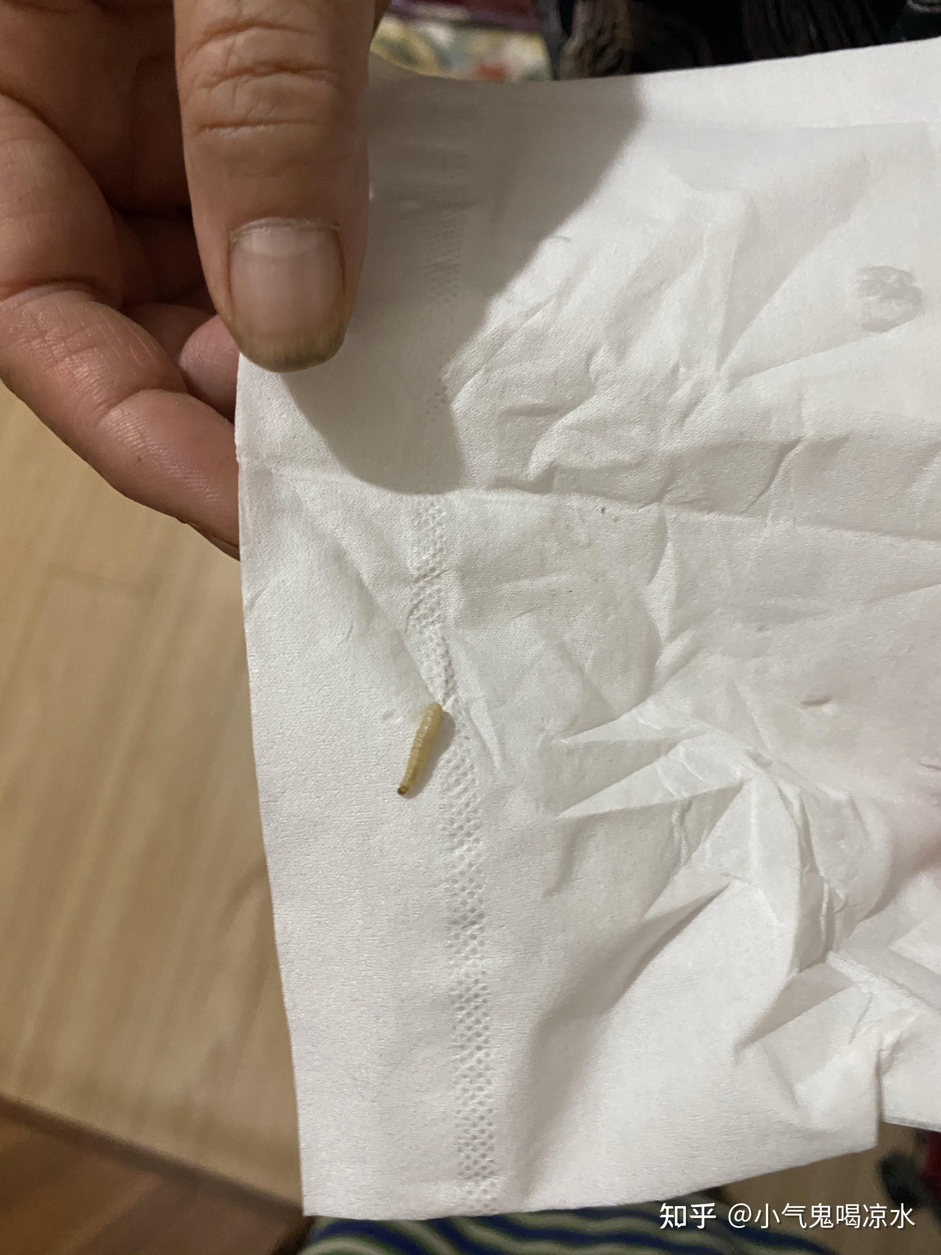 请假一下各位大神我们床上老是有这种类似蛆的小虫子很恶心不知道怎么