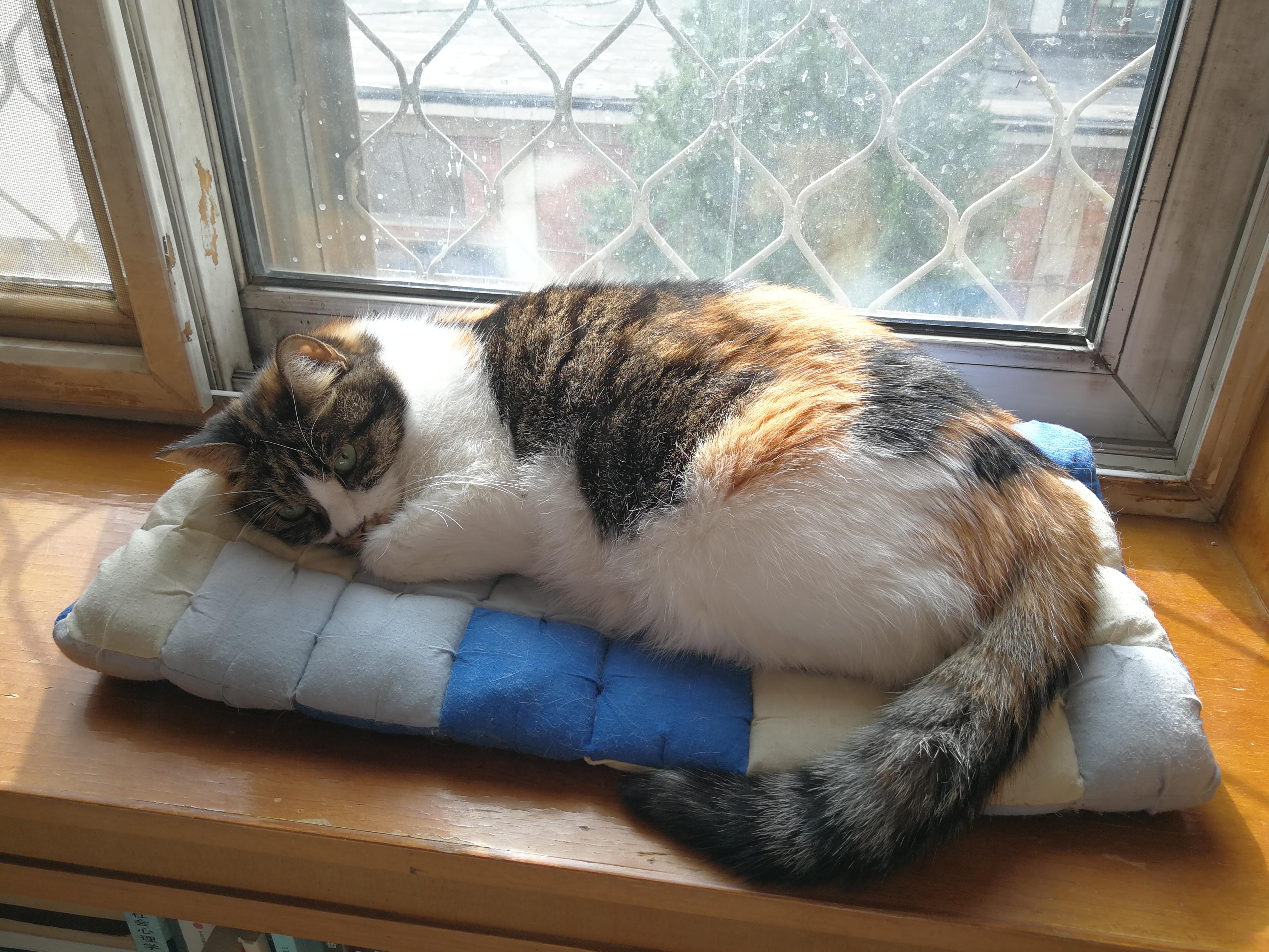 猫肺水肿是一种急恶性病 非常凶险 知乎