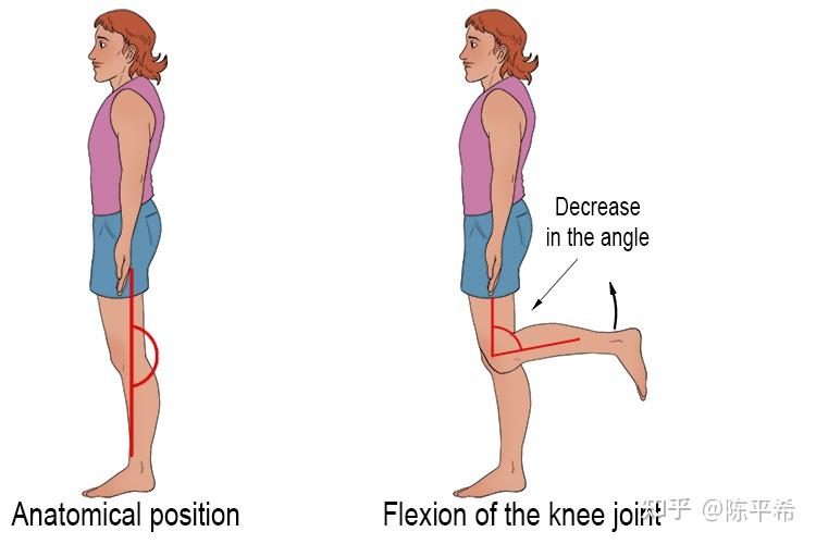 髋伸展位屈膝图片图片