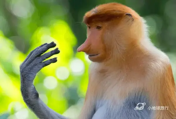 关于长鼻猴的10个有趣事实 博物旅行之马来西亚婆罗洲 知乎