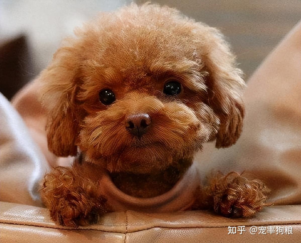 萌翻人心修剪成泰迪熊模样的小贵宾犬真的太可爱了,萌萌一小只,谁见谁