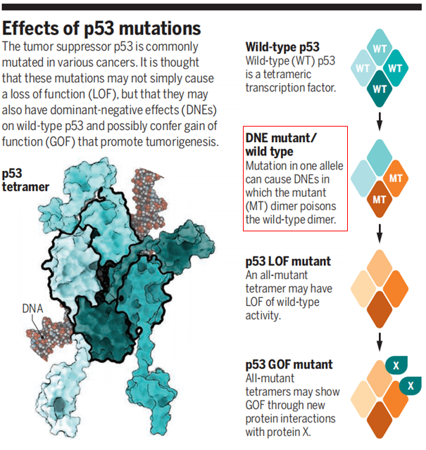 in myeloid cancerjournal: sciencepublished online: august 9