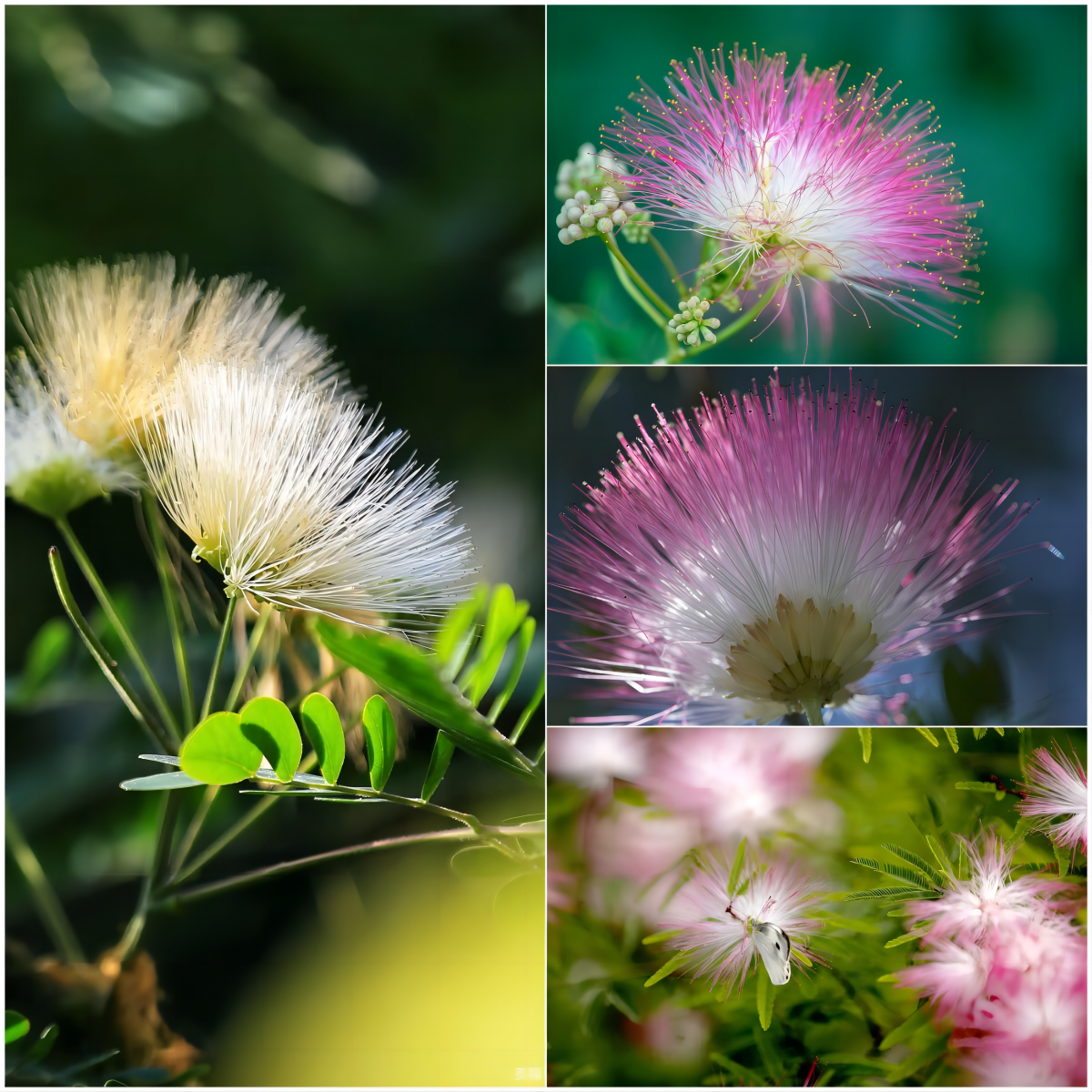 甄嬛传中的白色合欢花是什么花?